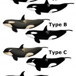 Killer_Whale_Types