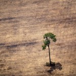 Tree in deforested area in middle of the Amazon jungle