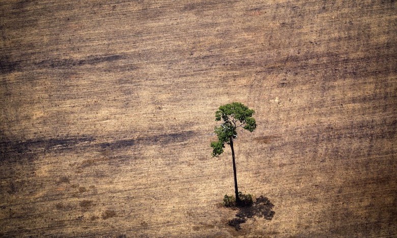 Tree in deforested area in middle of the Amazon jungle