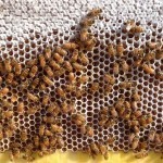 bees-easy-honey-tap-flow-hive-stuart-cedar-anderson-7