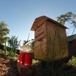 bees-easy-honey-tap-flow-hive-stuart-cedar-anderson-9