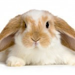 Lop Rabbit