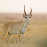 strange-nosed-antelope-saiga-1_71874_990x742