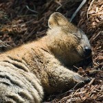 un-quokka-qui-dort-175277_w1000