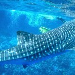 whaleshark-banner-3000