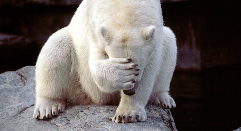 Polar Bear Facepalm