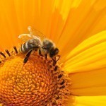 bee-170551_1280