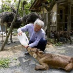 fukushima-radioactive-disaster-abandoned-animal-guardian-naoto-matsumura-13