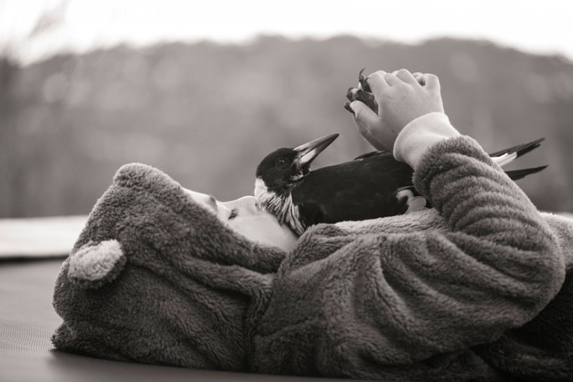 Quand une pie adopte une famille australienne… — free download