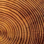 tree-rings-0019_web