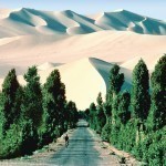 Bamboo-Forest-Wallpaper-43-H