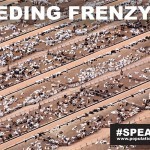 Feeding-Frenzy-Livestock