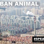 Urban-Animal-Boomtown