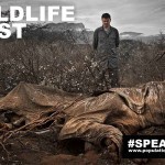 Wildlife-Lost-Elephant-Slaughter