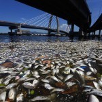 dead fish rio de janeiro 2