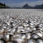 dead fish rio de janeiro