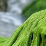 string-algae-featured