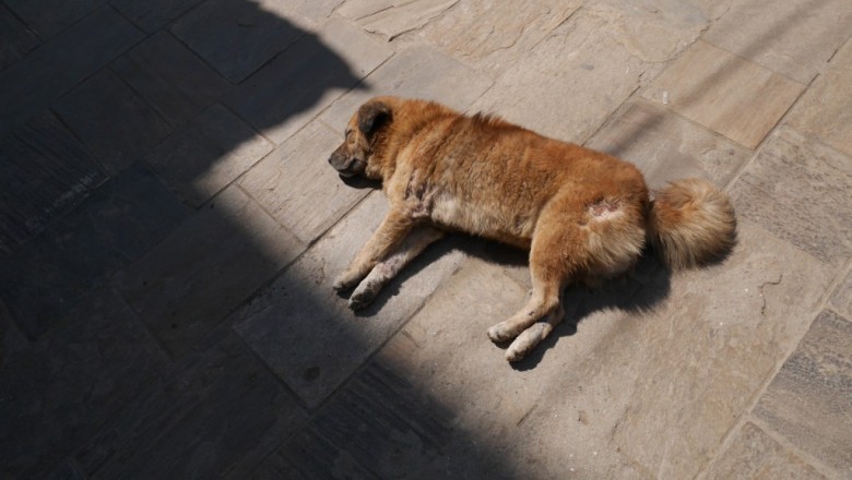 Chien-népalais-faisant-une-sieste-1024x578