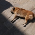 Chien-népalais-faisant-une-sieste-1024×578