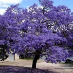 Jacarandas 1