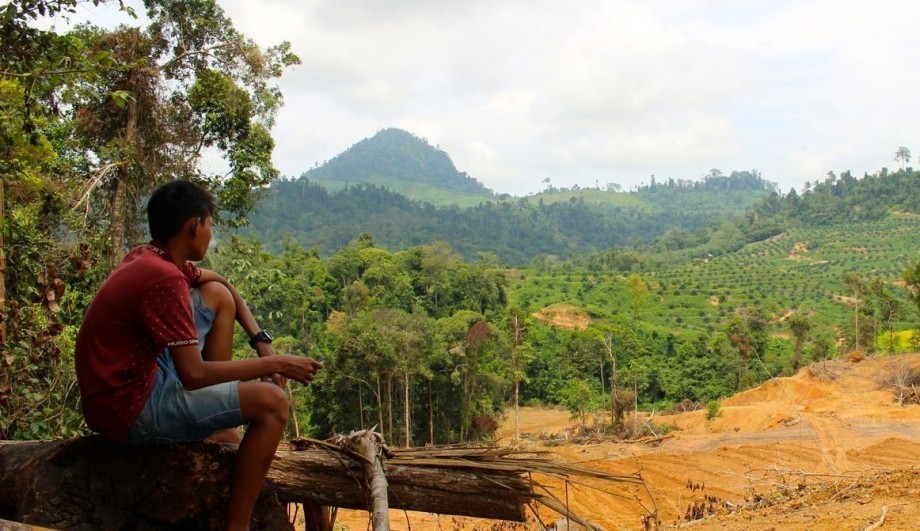 Un drone révèle le vrai visage de la déforestation en Indonésie