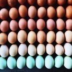 colorful-food-arrangement-photography-foodgradients-brittany-wright-3-605×605