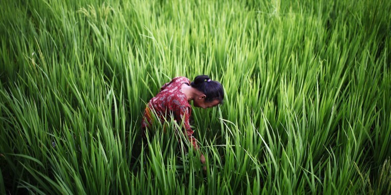 A Nepalese girl looks for snails, used for medicinal purpose, in a paddy field on the outskirts of Katmandu, Nepal, Saturday, Aug. 25, 2012. (AP Photo/Niranjan Shrestha)