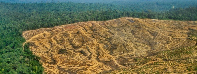 deforestation-a-borneo-pour-l-exploitation-de-l-huile-de-palme