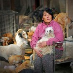 rescued-dogs-yulin-dog-meat-festival-china-1