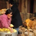 rescued-dogs-yulin-dog-meat-festival-china-10