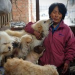 rescued-dogs-yulin-dog-meat-festival-china-12