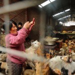 rescued-dogs-yulin-dog-meat-festival-china-16