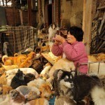 rescued-dogs-yulin-dog-meat-festival-china-2
