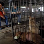 rescued-dogs-yulin-dog-meat-festival-china-21