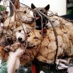 rescued-dogs-yulin-dog-meat-festival-china-24