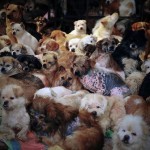 rescued-dogs-yulin-dog-meat-festival-china-4
