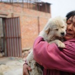 rescued-dogs-yulin-dog-meat-festival-china-5