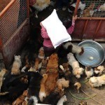rescued-dogs-yulin-dog-meat-festival-china-7