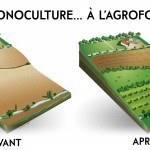 shéma avant après agroforesterie bio à la une