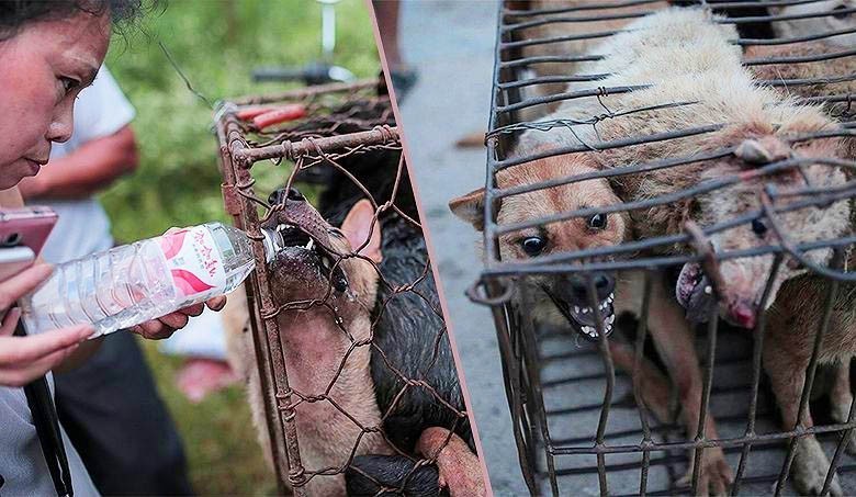 Un festival en Chine tue des milliers de chiens et soulve l indignation