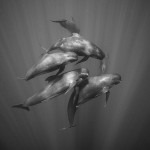 Photo 1 Pilot whales by Chris Walter