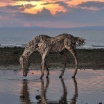 Sculptures-de-Chevaux-en-Bois-Flotte-par-James-Doran-Webb-09