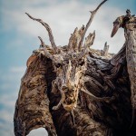 driftwood-dragon-sculptures-james-doran-webb-11