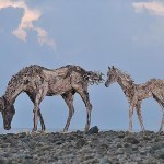 galloping-driftwood-horse-sculptures-jame-doran-webb-5
