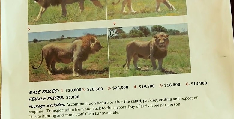 killing_lion_prices