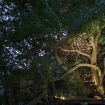 risonare-atami-treehouse-by-hiroshi-nakamura-2