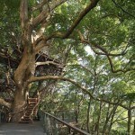 risonare-atami-treehouse-by-hiroshi-nakamura-3