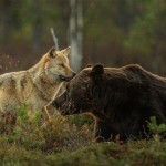 55cb6b91-fe9c-4fa7-ba75-7f800a0a0a64-rare-animal-friendship-gray-wolf-brown-bear-lassi-rautiainen-finland-18-previewOrg