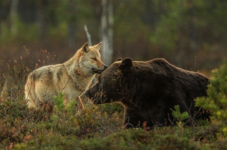 55cb6b91-fe9c-4fa7-ba75-7f800a0a0a64-rare-animal-friendship-gray-wolf-brown-bear-lassi-rautiainen-finland-18-previewOrg