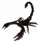 SAMSUNG DIGITAL CAMERA